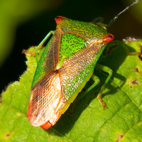 Reader’s Poll: Should we do regular bug hunts?